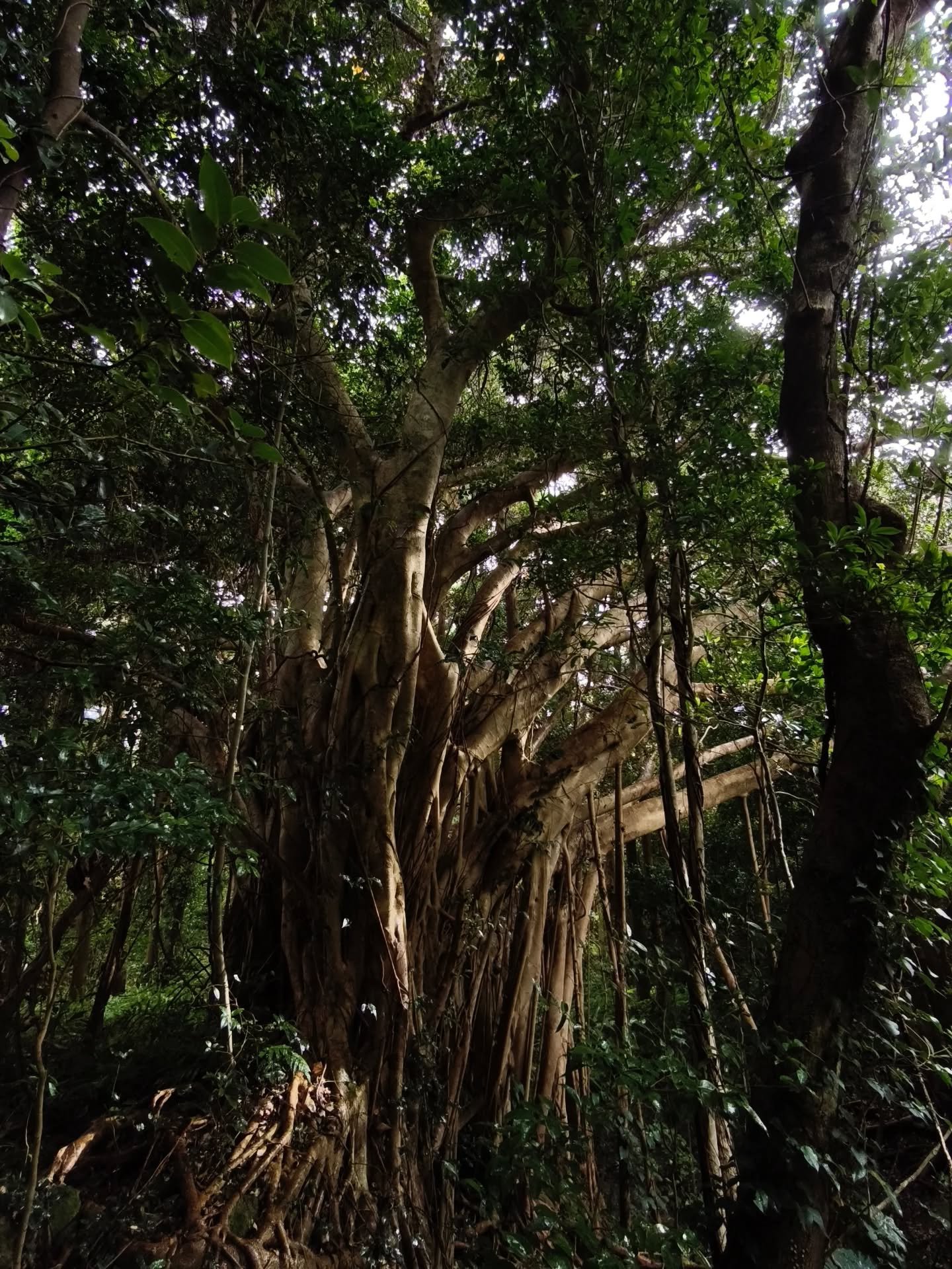Hello from Yakushima! Counting down one day to the maiden Gentle Retreat on this land of Shinrin Yoku.

Living in Singapore, it is easy to forget what it means for the land to be alive.

Upon arriving, the first sniff of air off the plane was so fres