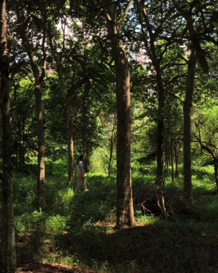 Final 6 walks for 2025. Join us to unwind from the year and begin to slow your pace.

Look forward to a gentle 2-hour experience guided by our trained forest therapy guides, to quieten your mind, awaken your senses and heal with nature.

Experience t