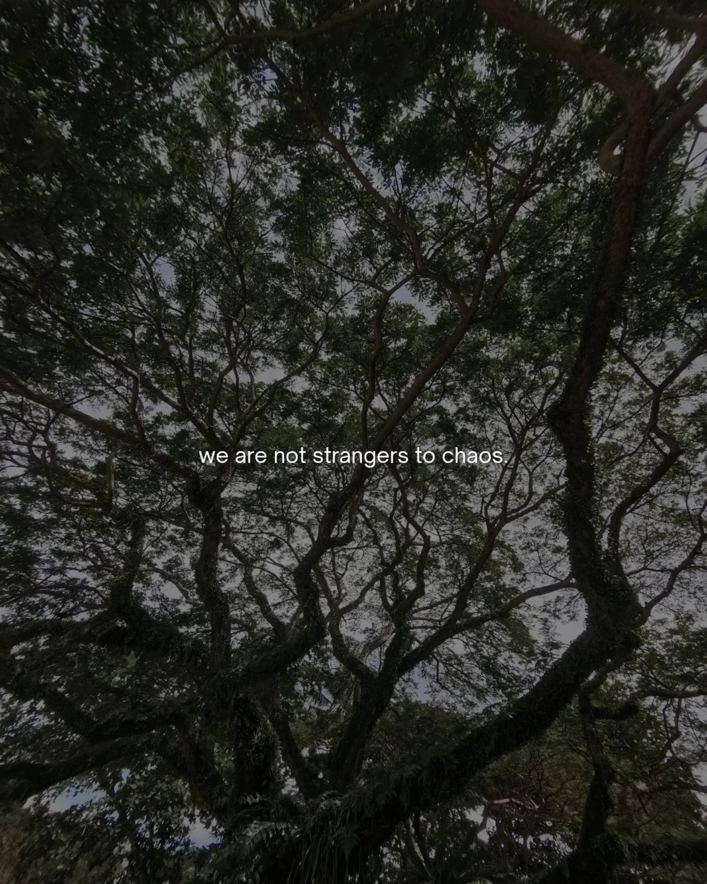 To those who know chaos all too well.

The forest knows it too. It houses thousands of life, all in a complicated relationship with each other. Entangled, interdependent, inseparable. In the complex unfolding, peace and balance restore naturally, unc