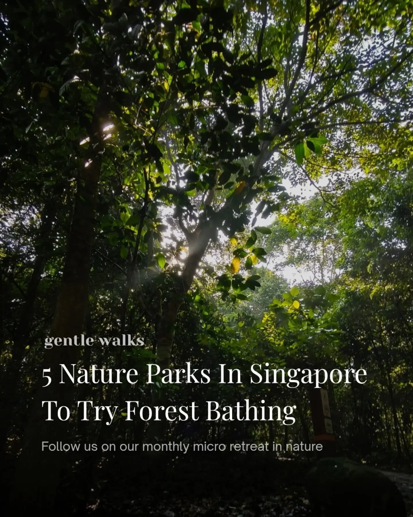 Singapore might be small and urban, but these pockets of green canopies remind us of what's still wild and precious.

Join us in forest bathing, a monthly micro retreat in nature to unwind from the month and enjoy co-resting.

Look forward to:
🦋 Lea