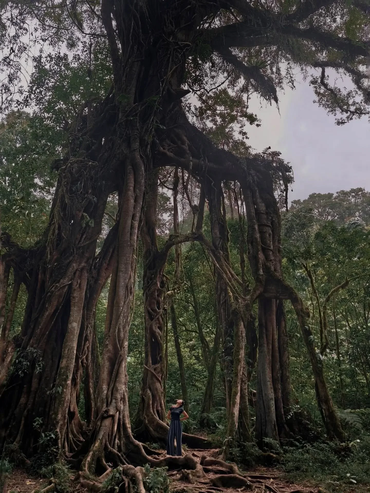 I've missed you so, Mother Tree.

I made a wish at its feet, and it heard.
Drops of dew fell on my face, fine and light enough for me to know that it's its gentle touch of grace.

Is there magic in the world?
Follow your heart and you'll find it.

𖹭