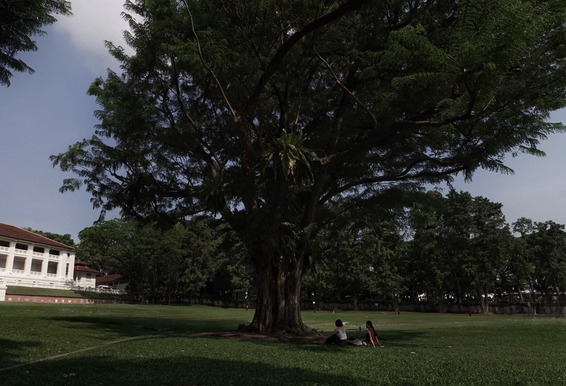 gentle-walks-forest-bathing-fort-canning.JPG
