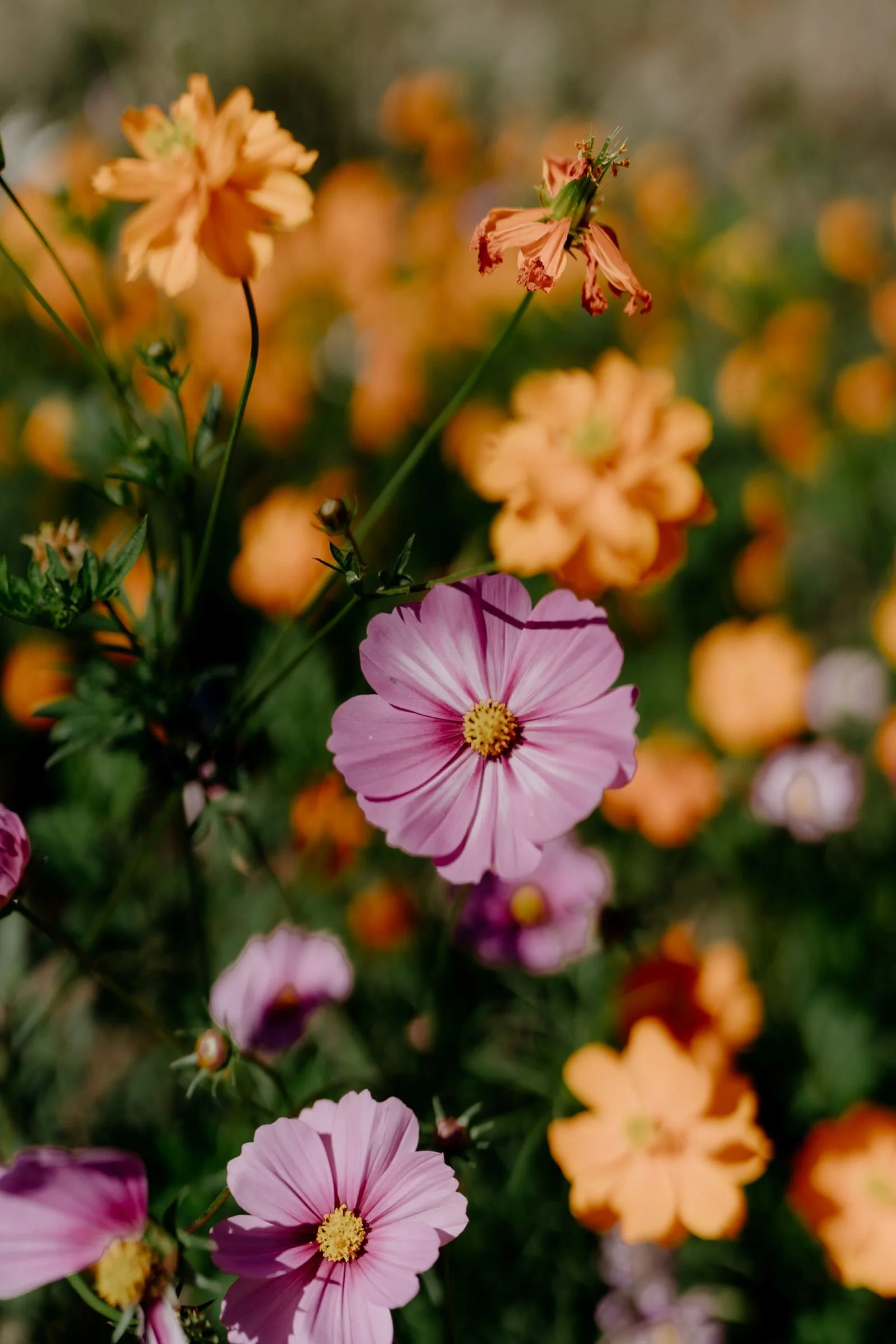 gentle-retreat-2508-scenery (6).jpg