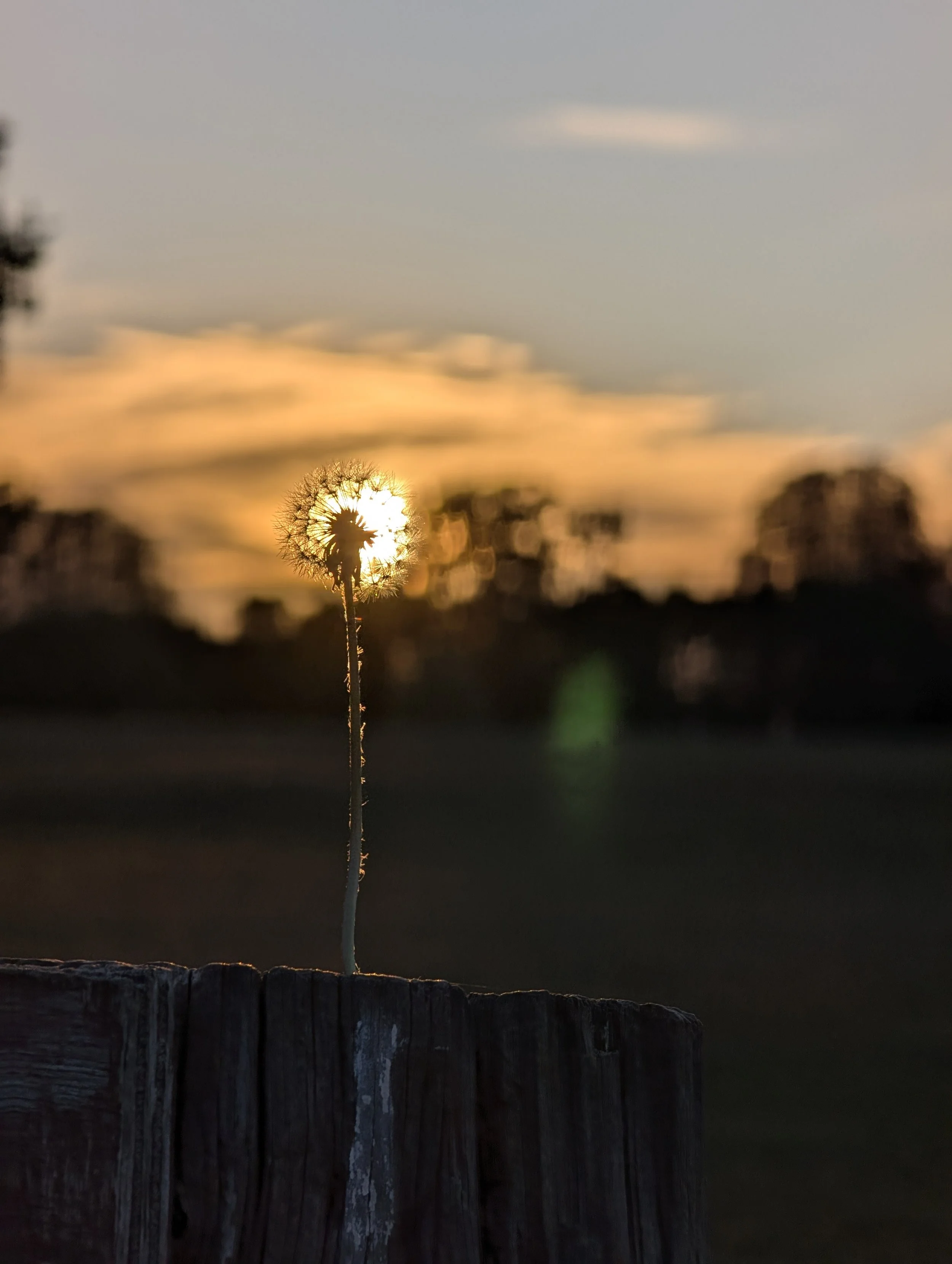 A single dandelion, against a blurred sunset