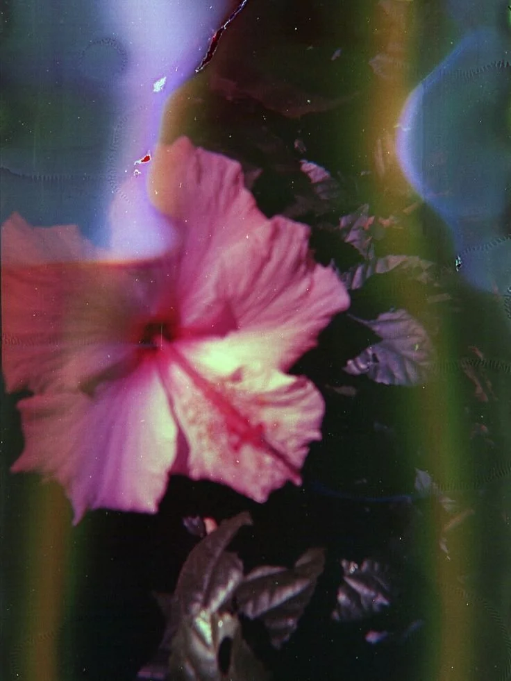 Close-up of a pink hibiscus flower with dark leaves in the background, with some color distortions and blurriness.
