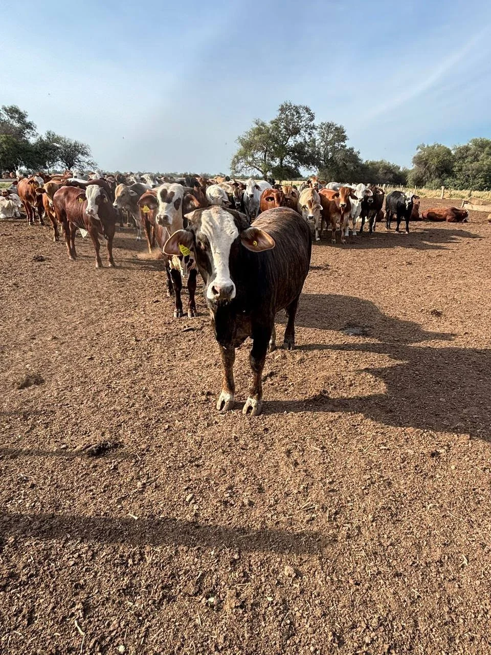 Koeien, koeien en nog eens koeien — Project Paraguay | Emigratie ...