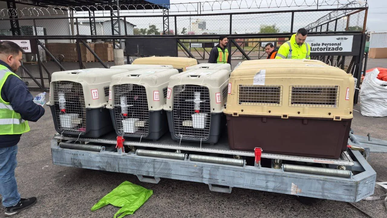 Emigreren met 10 honden: als huisdieren meenemen ineens cargo wordt