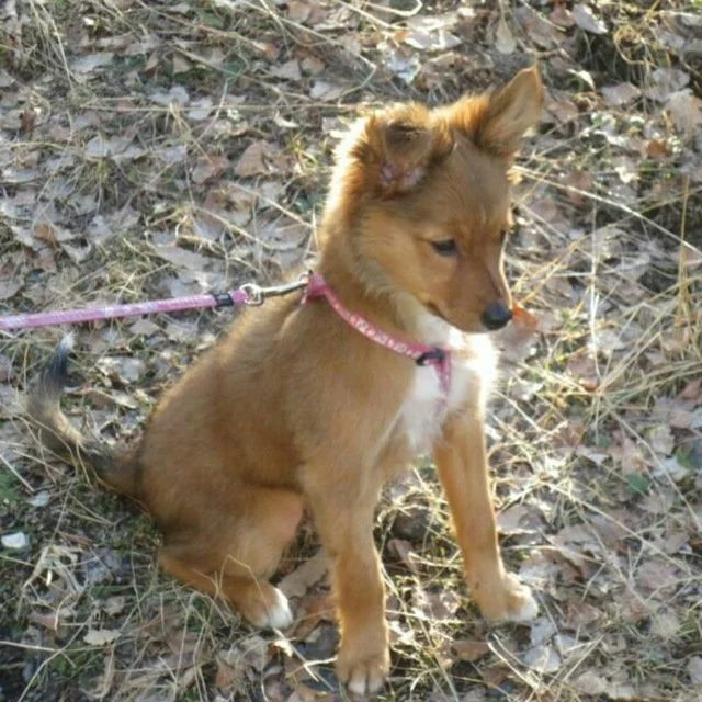 Een kleine, bruine hond met een witte borst en lange oren, zittend op een bosgrond bezaaid met bladeren en gras, aan een roze leash.