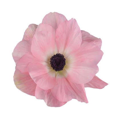 Rosa Chiaro.jpeg