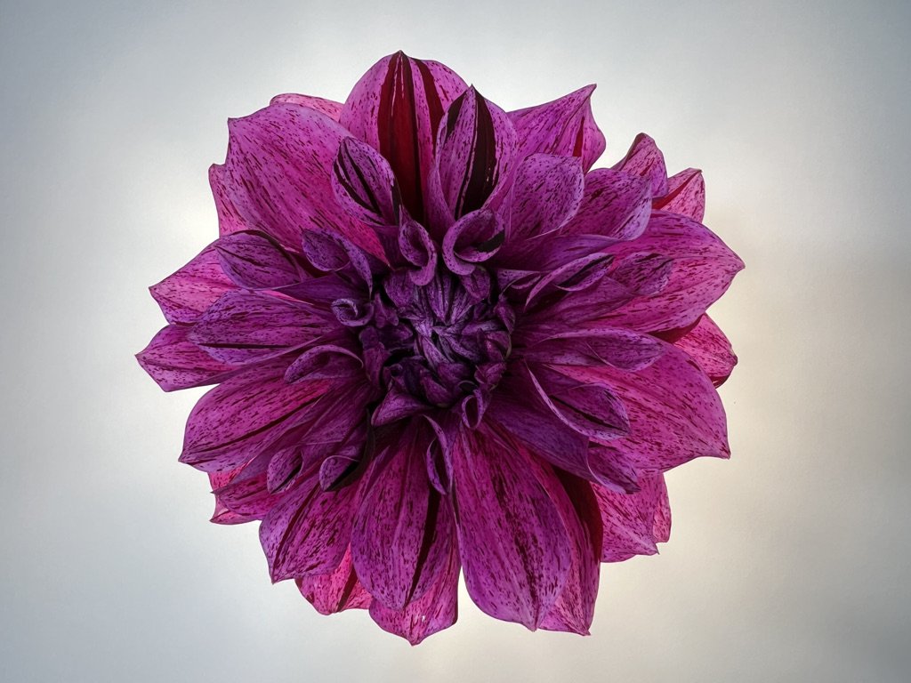 Dahlia Dinnerplate Samoan Prince Close Up.jpeg