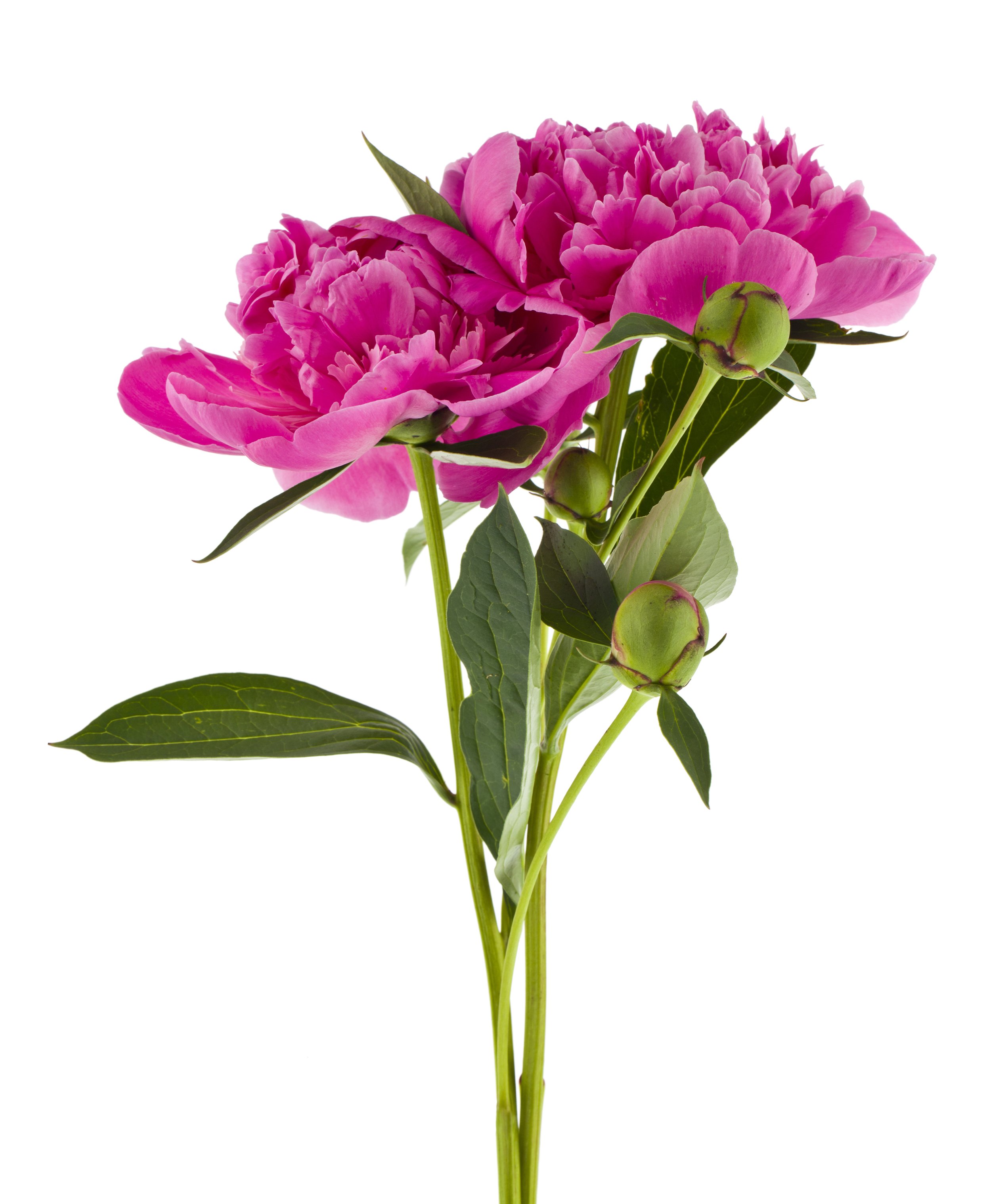 Felix Supreme Peony growing at Lapsang La.jpeg