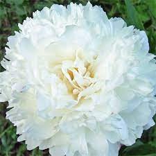 Herbaceous Peony - Marie Lemoine