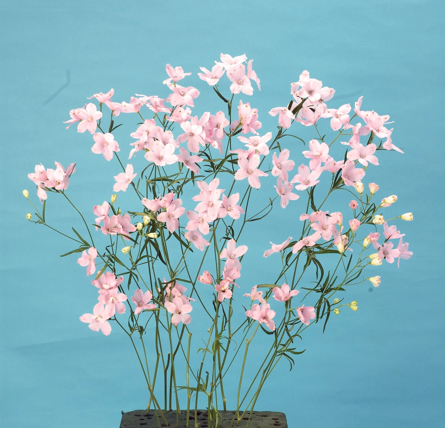 Delphinium Morpho - Happy Pink