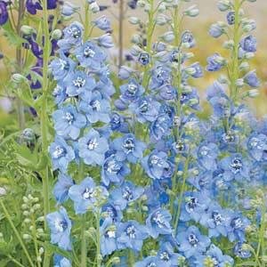 Delphinium Pacific Giant - Sky Blue