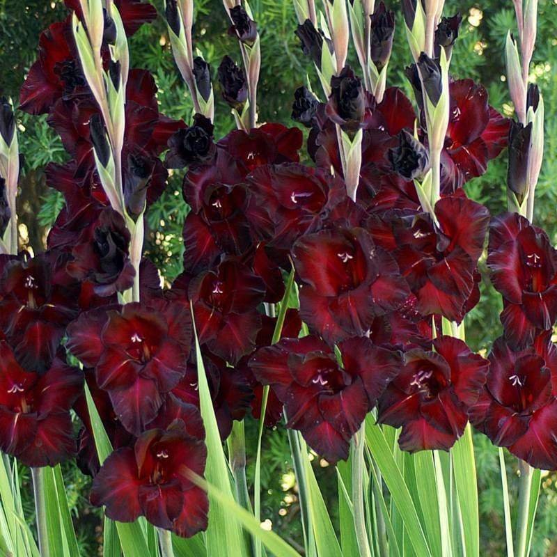 Gladiolus Black Sea