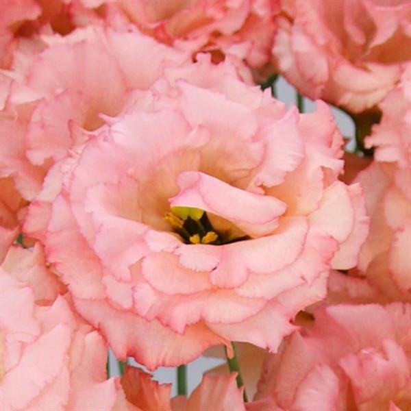 Lisianthus Celeb 2 Honey Pink.jpeg