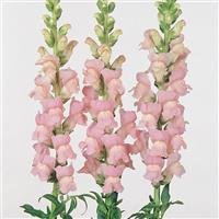 Shell Pink.jpeg