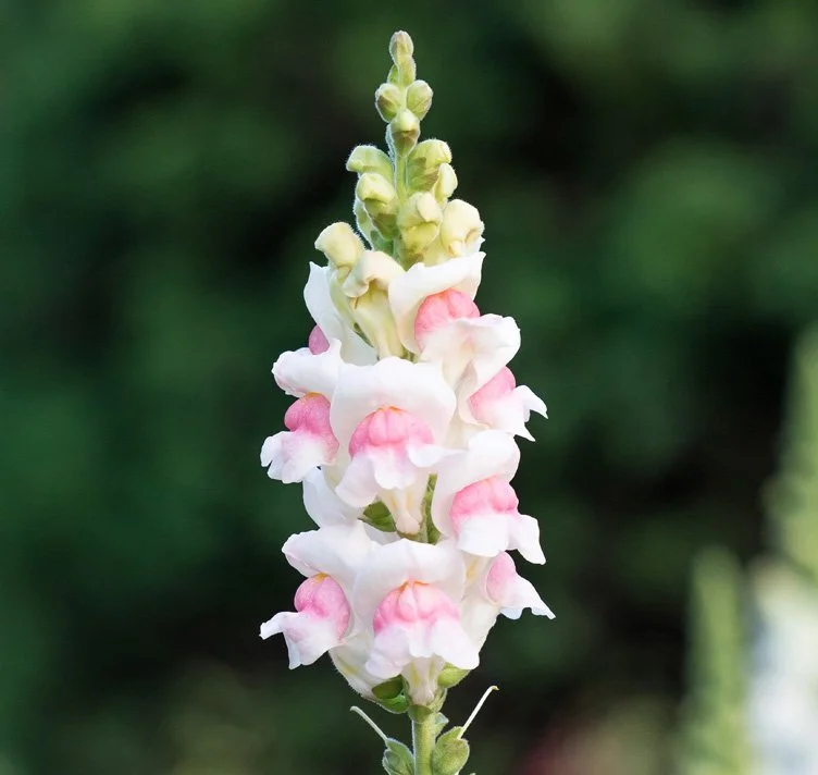 ANTIRRHINUM-MAJUS-MARYLAND-APPLEBLOSSOM.jpg