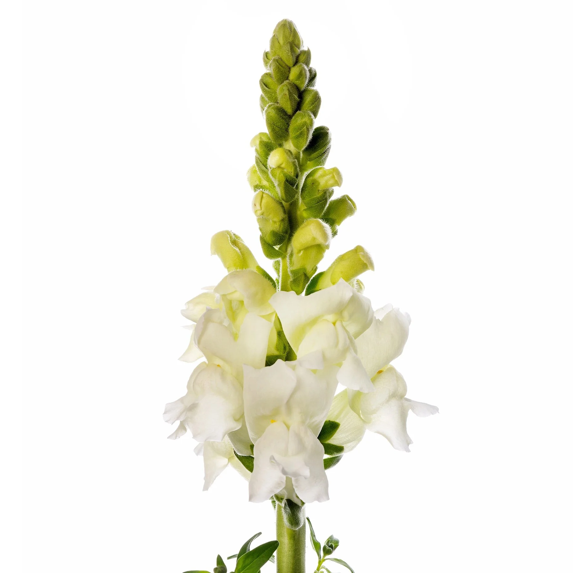 02-AntirrhinumCosta-WinterWhite-2021March-CF-WB.jpg