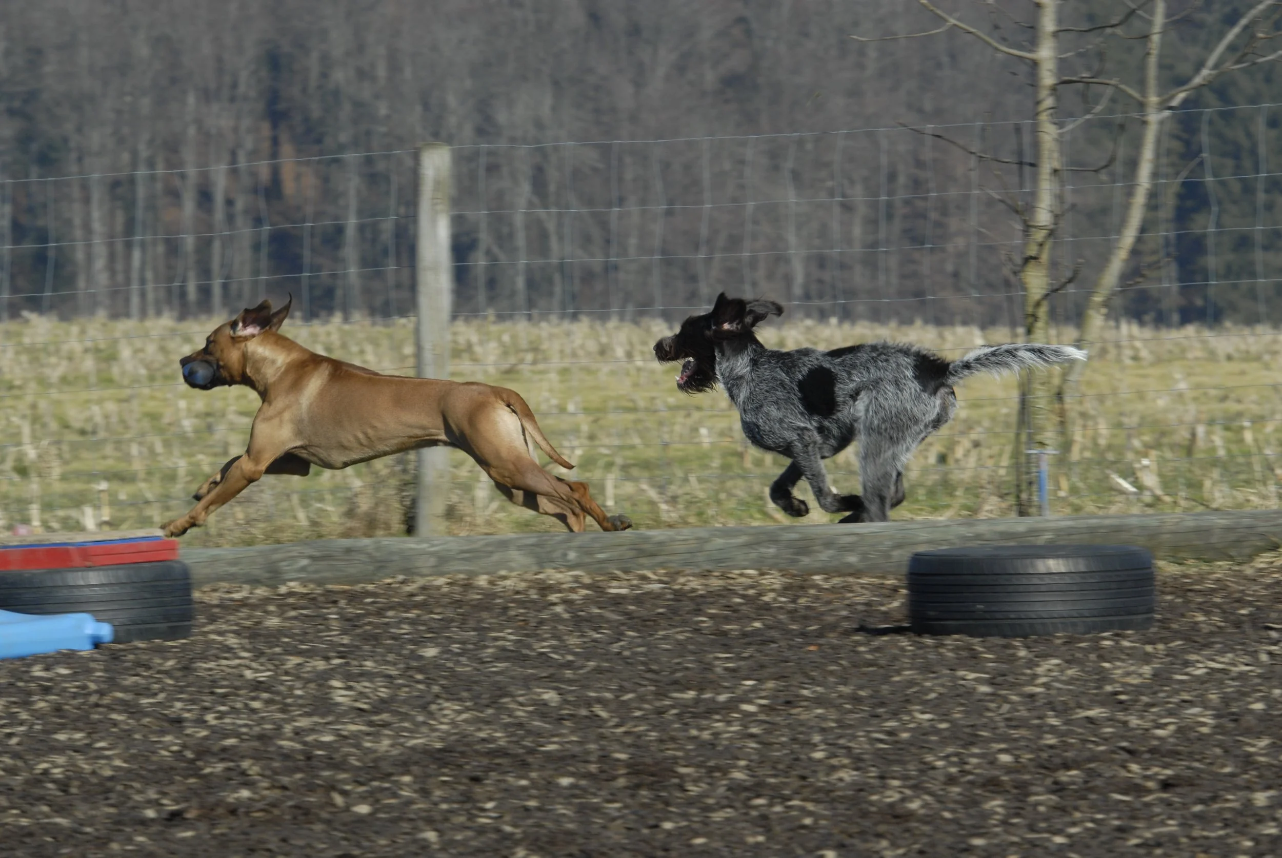 Rhodesian Ridgeback_DD_DSC6345.JPG