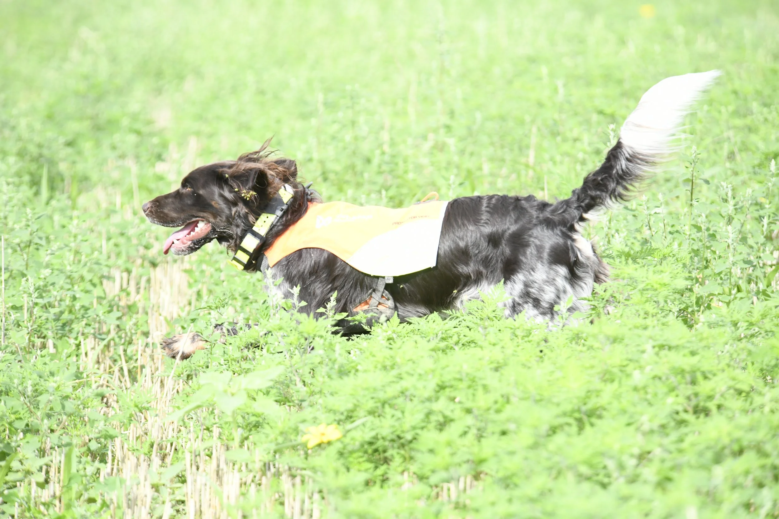 _DSC0858.JPG