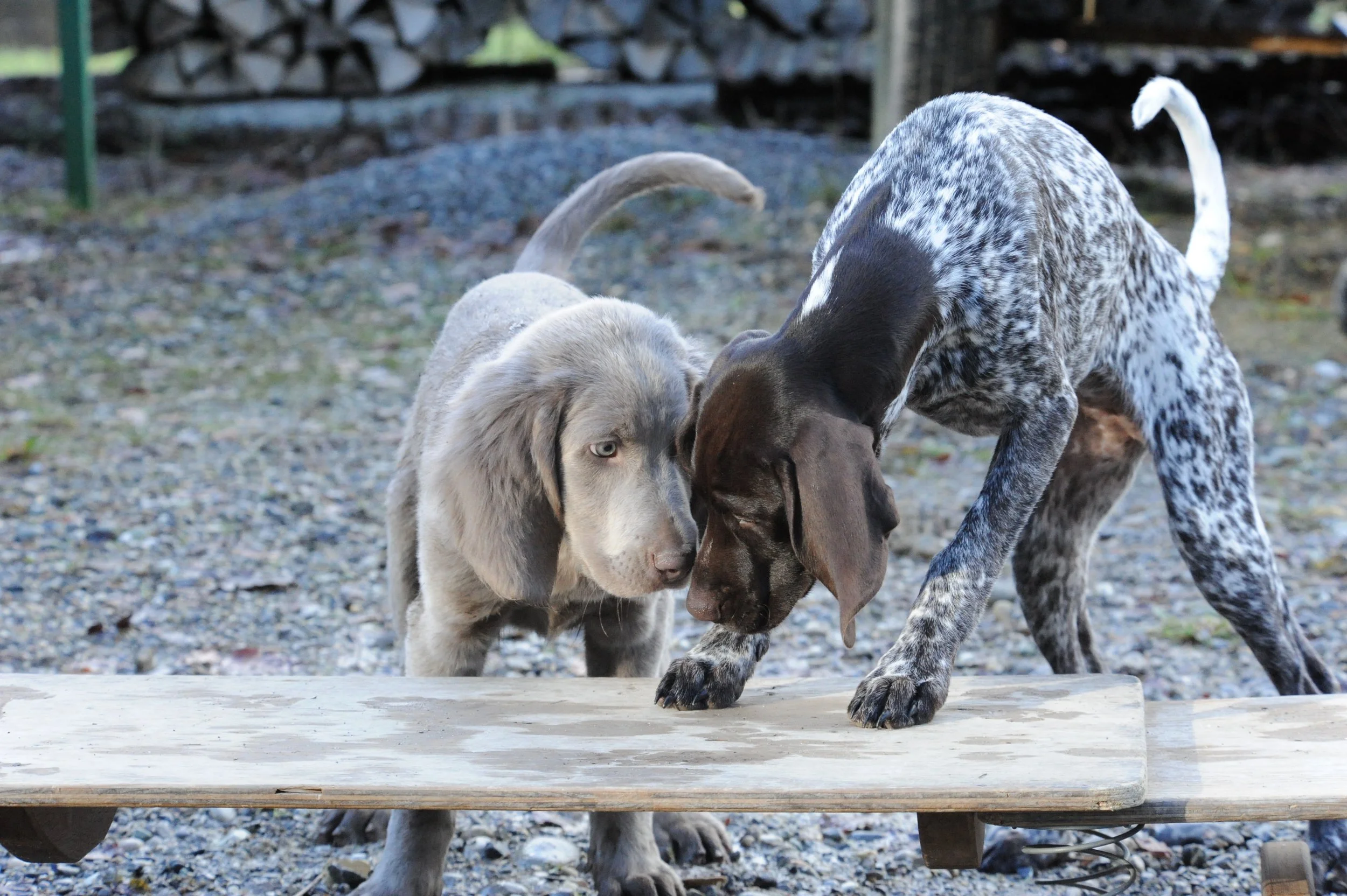 Weimaraner DK Welpen Senso Spiel Lian Ayla DSC_8615.jpg