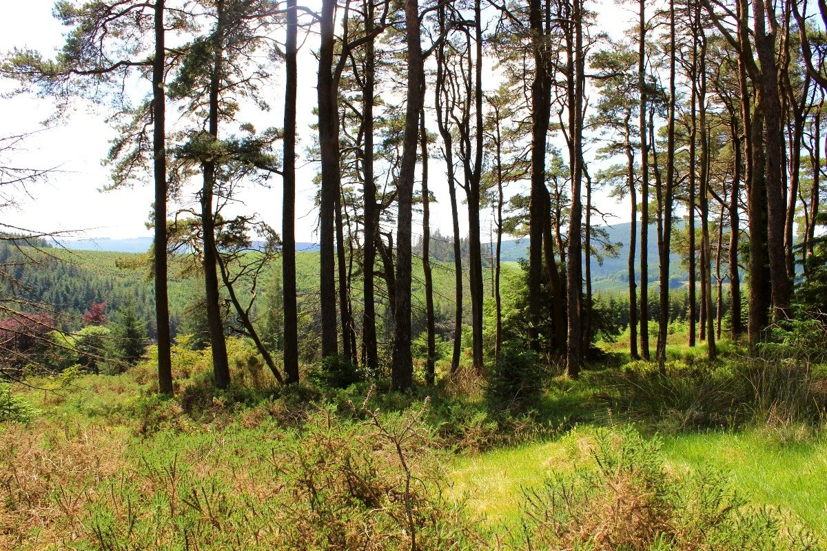 Return to Mucklagh - Samhain