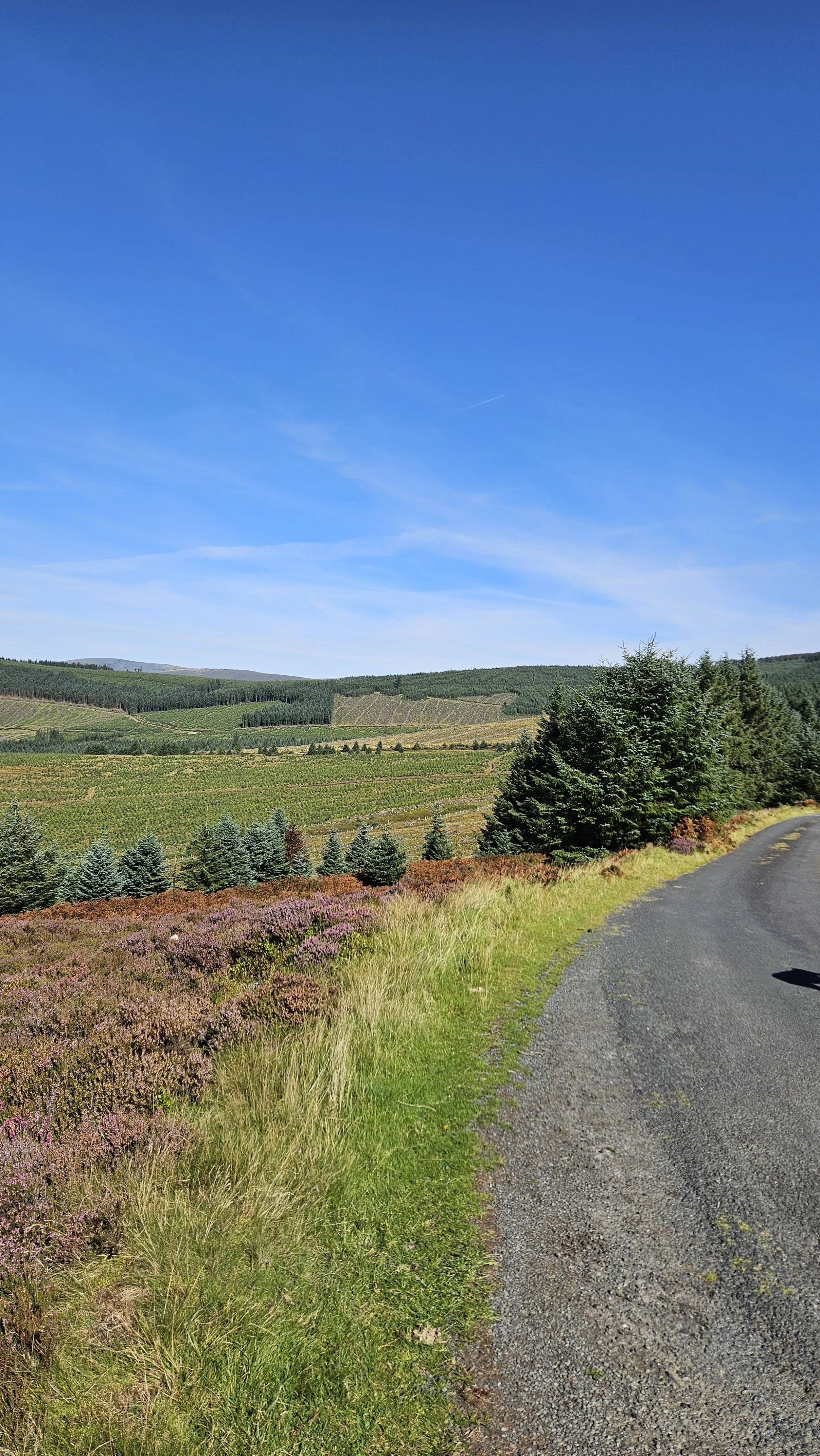 Hilly landscape with green trees, shrubs, and purple heather near a gravel road, under a bright blue sky.