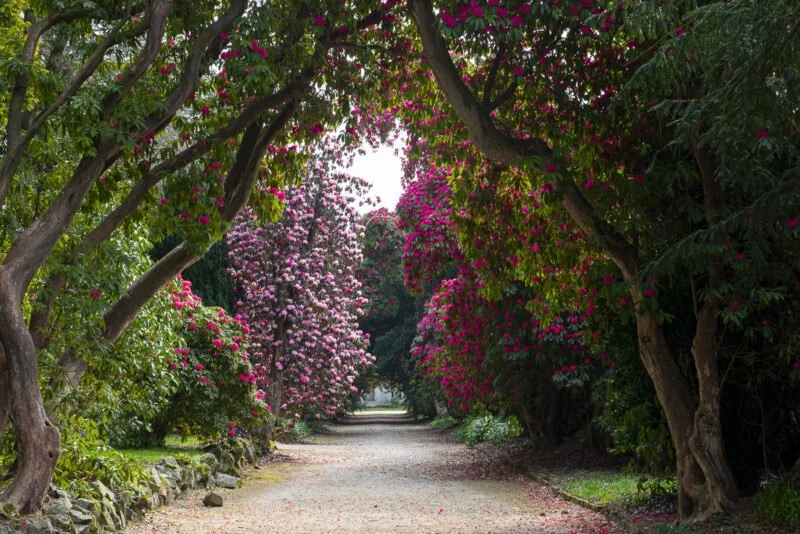 A peaceful garden path blanketed in pink and purple blooming flowers and surrounded by lush green trees.