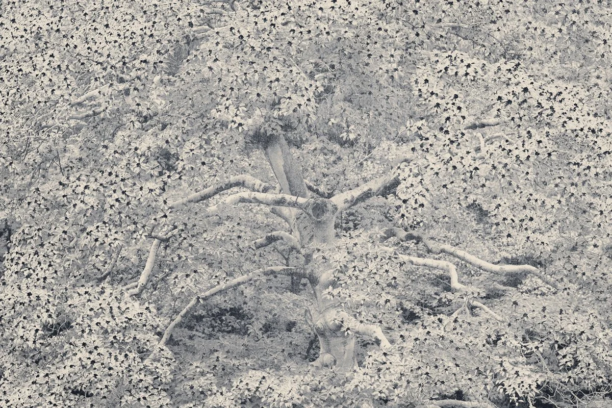 Eva Chupikova, fine art photography, fine art prints, limited edition, Japanese gardens, Japanese aesthethics, Kyoto, Japanese photography, award winning photographer, international photo award competition