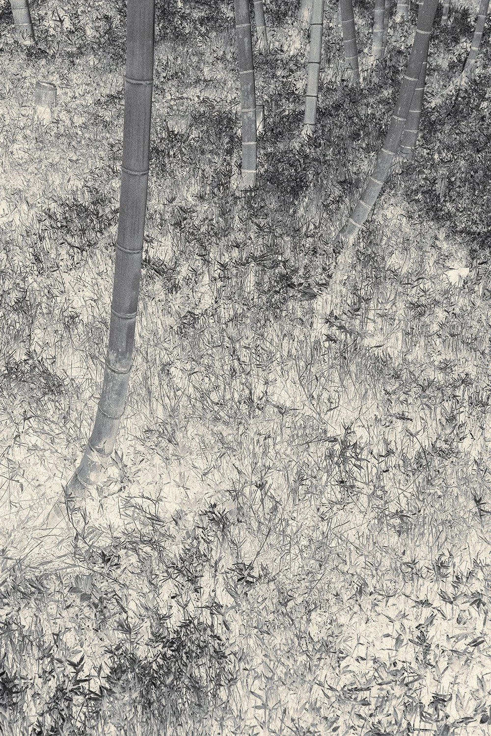 Eva Chupikova, fine art photography, fine art prints, limited edition, Japanese gardens, Japanese aesthethics, Kyoto, Japanese photography, award winning photographer, international photo award competition