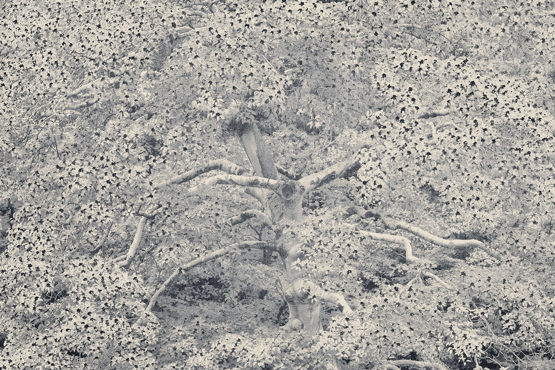 Eva Chupikova, fine art photography, fine art prints, limited edition, Japanese gardens, Japanese aesthethics, Kyoto, Japanese photography, award winning photographer, international photo award competition