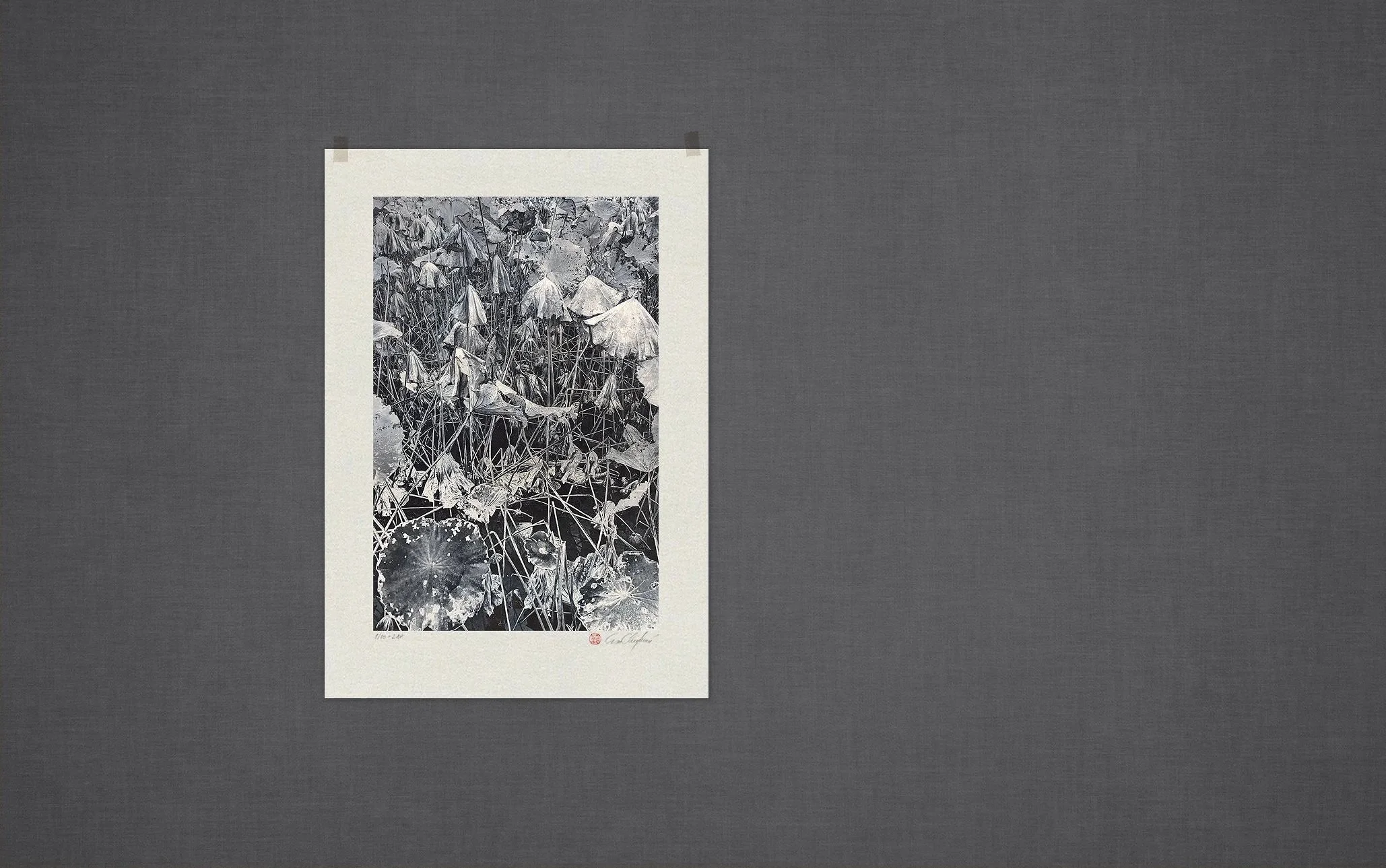 eva chupikova photography limited edition