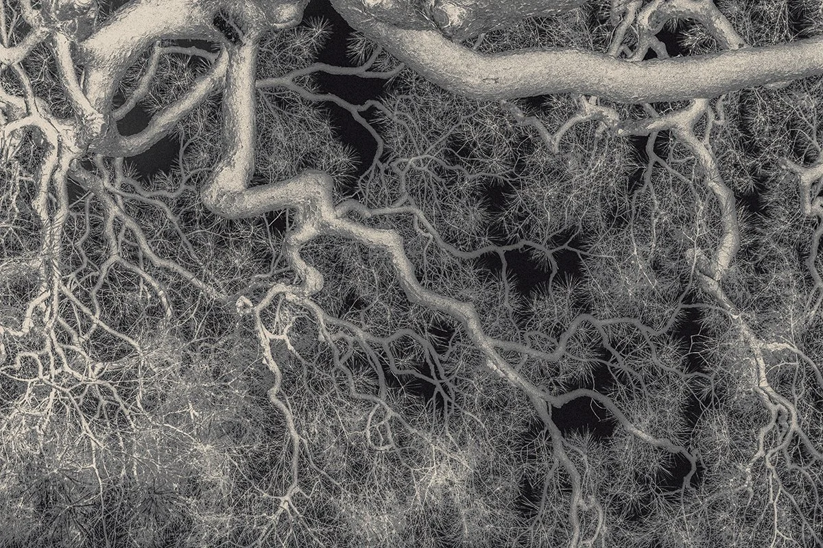 Eva Chupikova, fine art photography, fine art prints, limited edition, Japanese gardens, Japanese aesthethics, Kyoto, Japanese photography, award winning photographer, international photo award competition