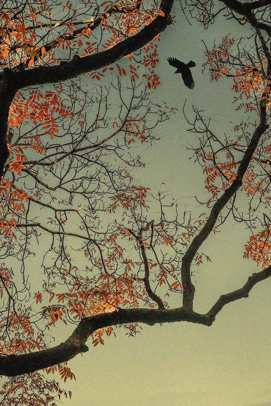 Eva Chupikova, photography, Japan