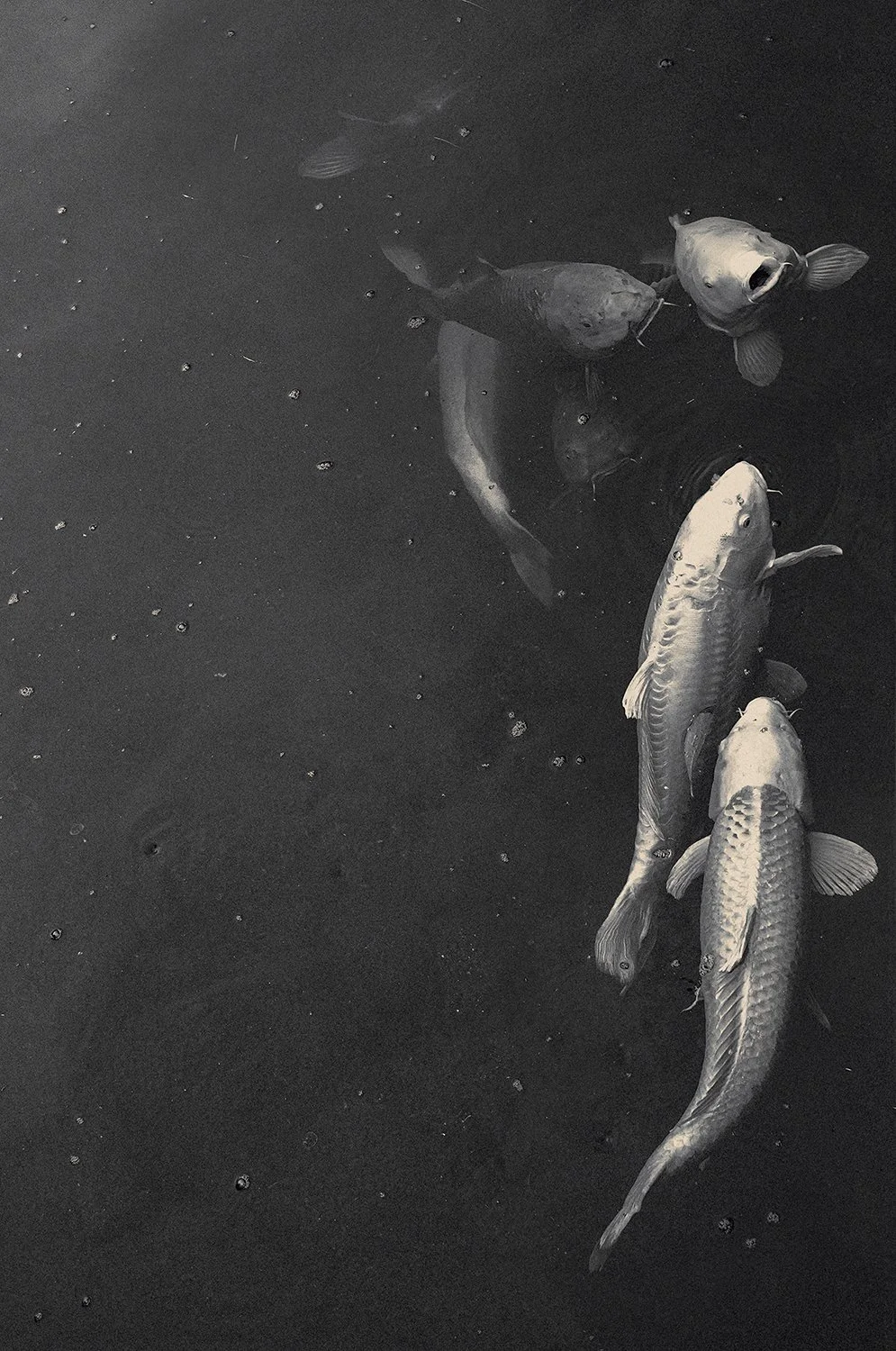 Eva Chupikova, fine art photography, fine art prints, limited edition, Japanese gardens, Japanese aesthethics, Kyoto, Japanese photography, award winning photographer, international photo award competition