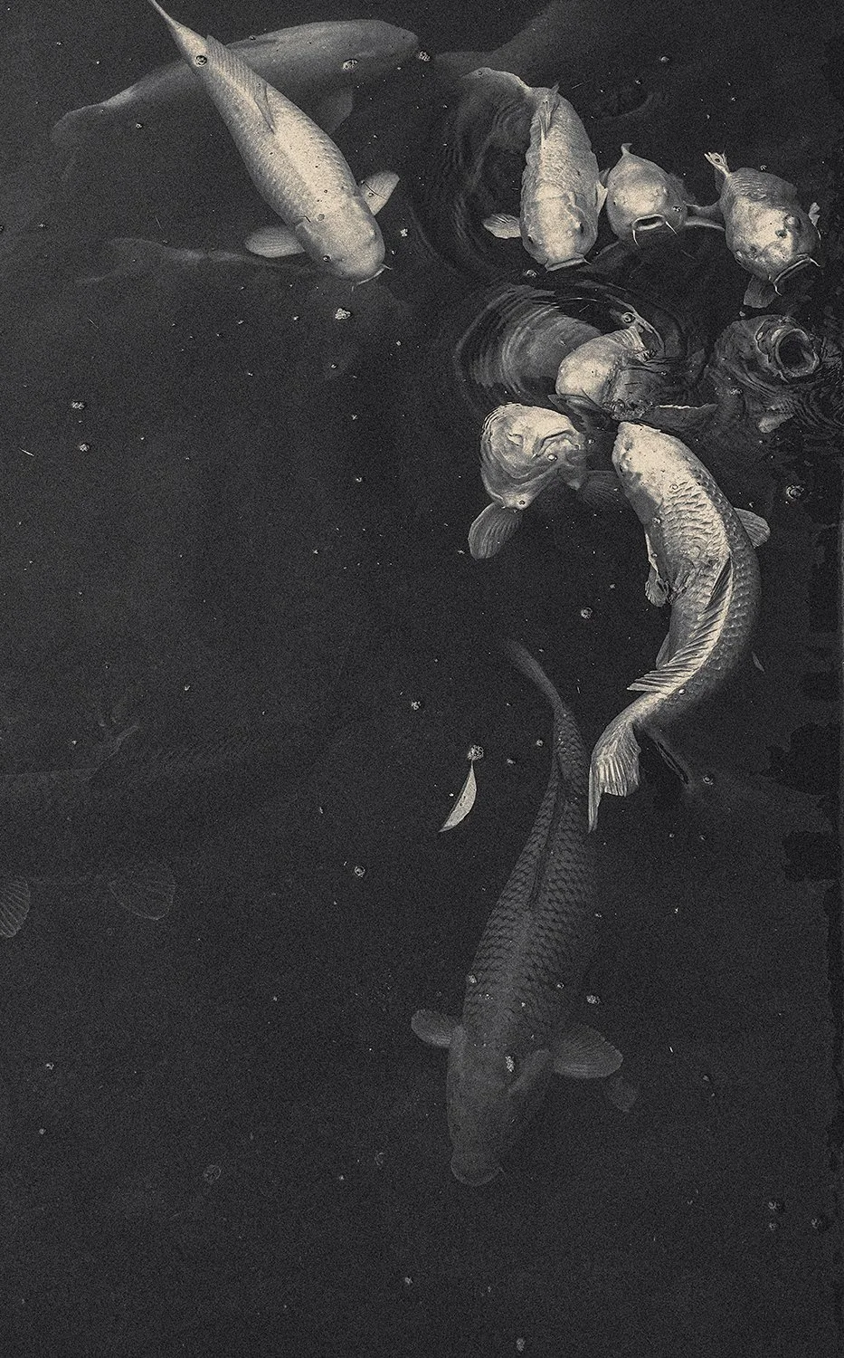 Eva Chupikova, fine art photography, fine art prints, limited edition, Japanese gardens, Japanese aesthethics, Kyoto, Japanese photography, award winning photographer, international photo award competition