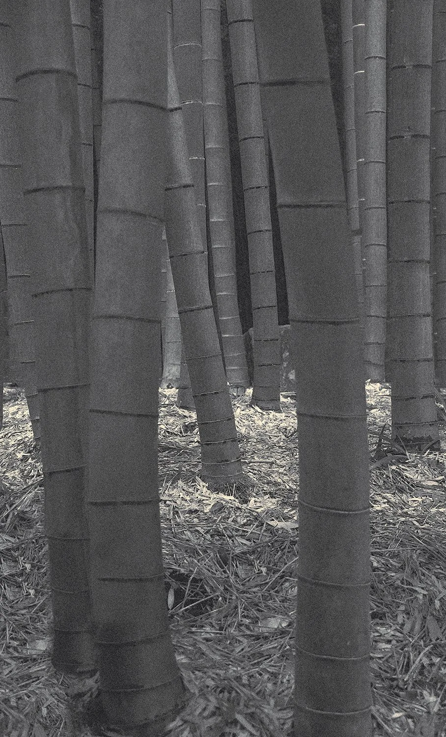 Eva Chupikova, fine art photography, fine art prints, limited edition, Japanese gardens, Japanese aesthethics, Kyoto, Japanese photography, award winning photographer, international photo award competition