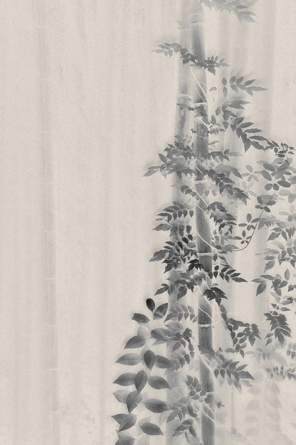 Eva Chupikova, fine art photography, fine art prints, limited edition, Japanese gardens, Japanese aesthethics, Kyoto, Japanese photography, award winning photographer, international photo award competition