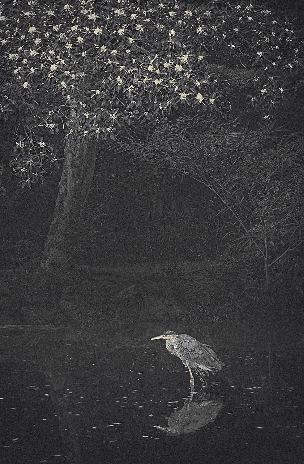 Eva Chupikova, fine art photography, fine art prints, limited edition, Japanese gardens, Japanese aesthethics, Kyoto, Japanese photography, award winning photographer, international photo award competition, Japan Fine Art photography, Japanese aesthe