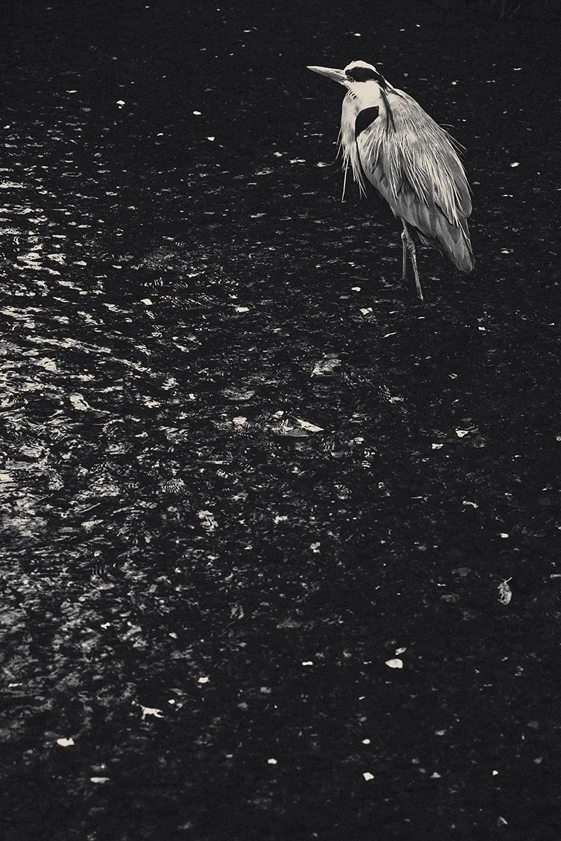 Eva Chupikova, fine art photography, fine art prints, limited edition, Japanese gardens, Japanese aesthethics, Kyoto, Japanese photography, award winning photographer, international photo award competition