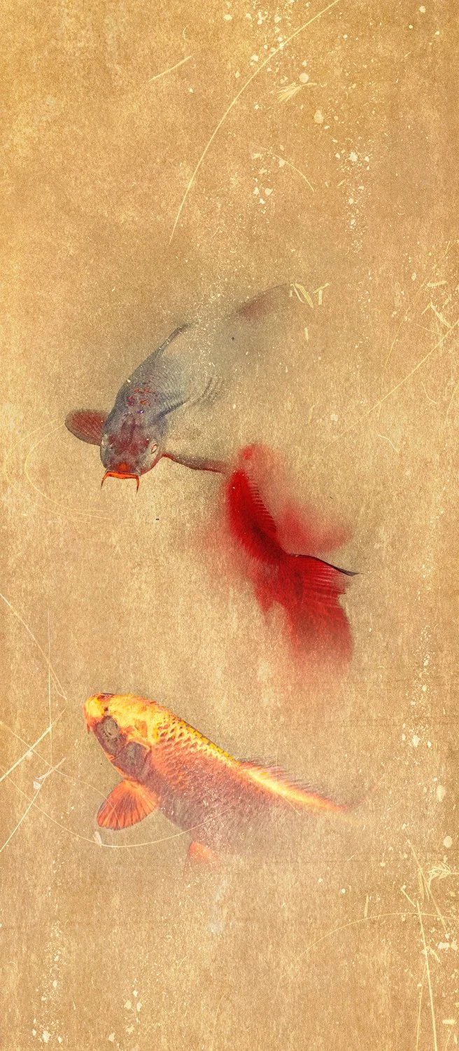 A Carp´s Slow Turn in Twilight Pond