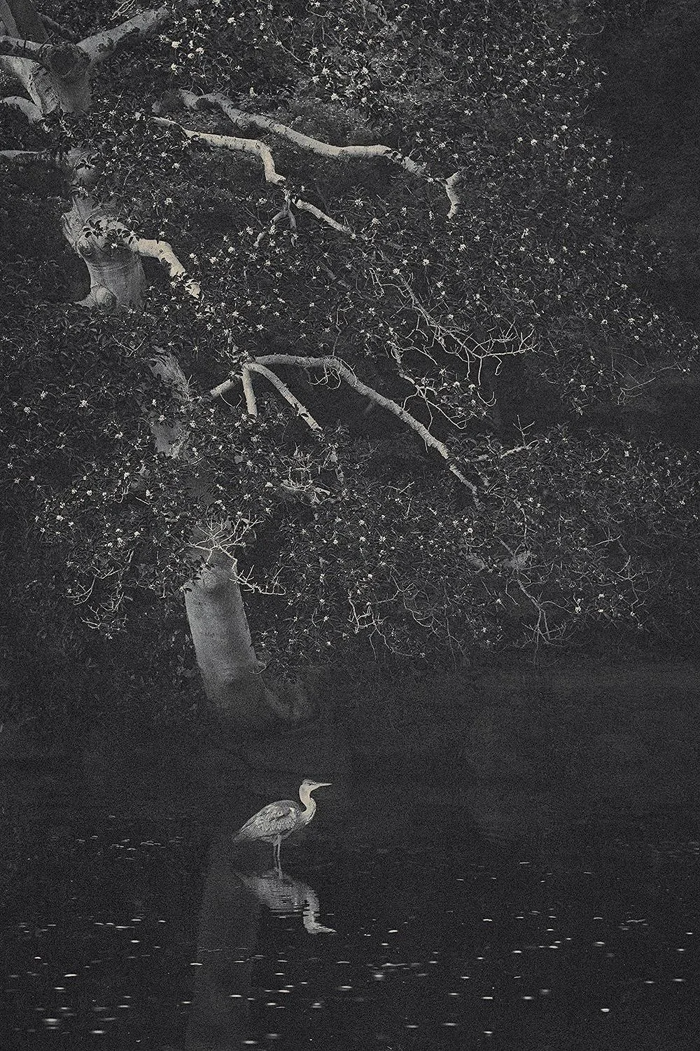 Eva Chupikova, fine art photography, fine art prints, limited edition, Japanese gardens, Japanese aesthethics, Kyoto, Japanese photography, award winning photographer, international photo award competition