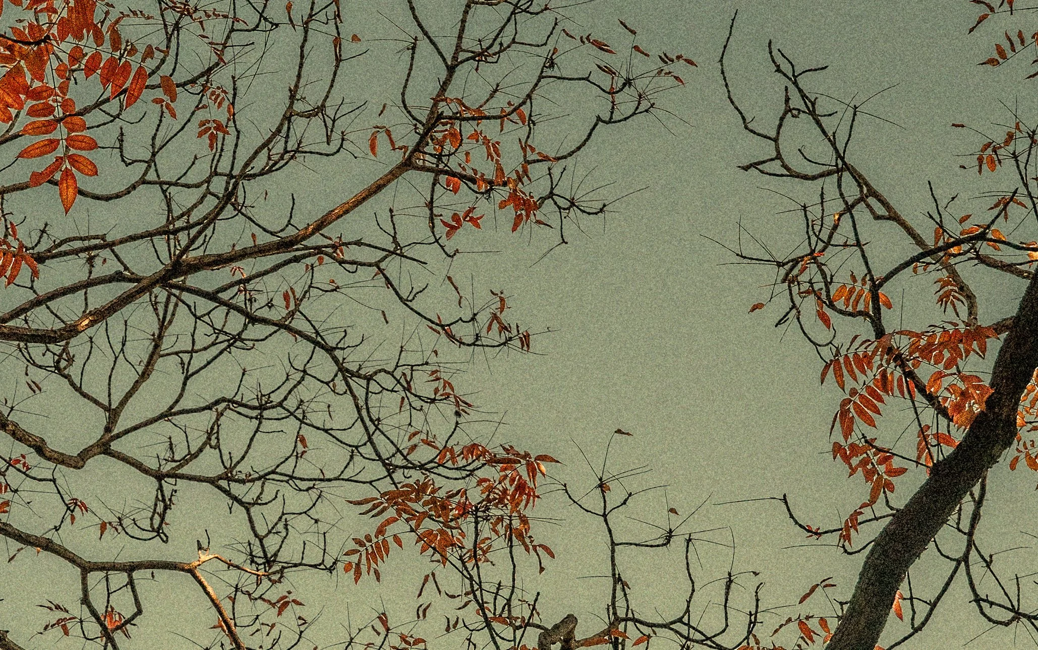 The Atrtist´s Choice Limited Edition represents a selection of photographs that I curated personally, sharing pieces that are closest to my heart. Fine Art Phgotography by Eva Chupikova. Each photograph is available in a limited edition of 10 prints.