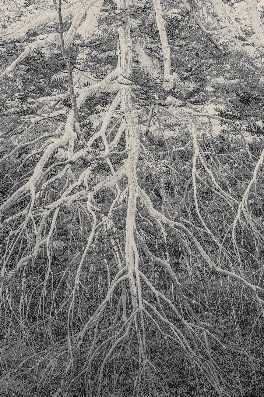 Eva Chupikova, fine art photography, fine art prints, limited edition, Japanese gardens, Japanese aesthethics, Kyoto, Japanese photography, award winning photographer, international photo award competition