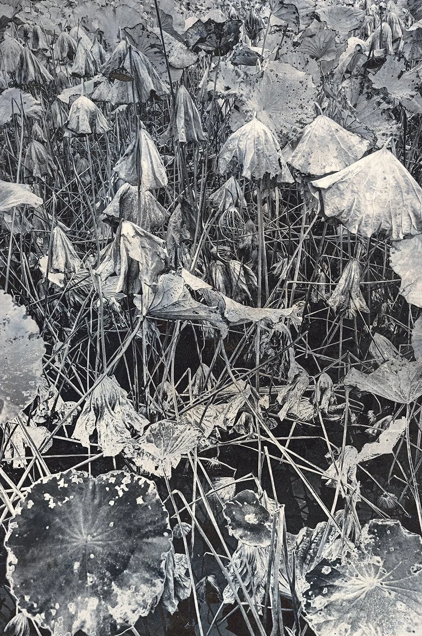 Eva Chupikova, fine art photography, fine art prints, limited edition, Japanese gardens, Japanese aesthethics, Kyoto, Japanese photography, award winning photographer, international photo award competition, Japan Fine Art photography, Japanese aesthe