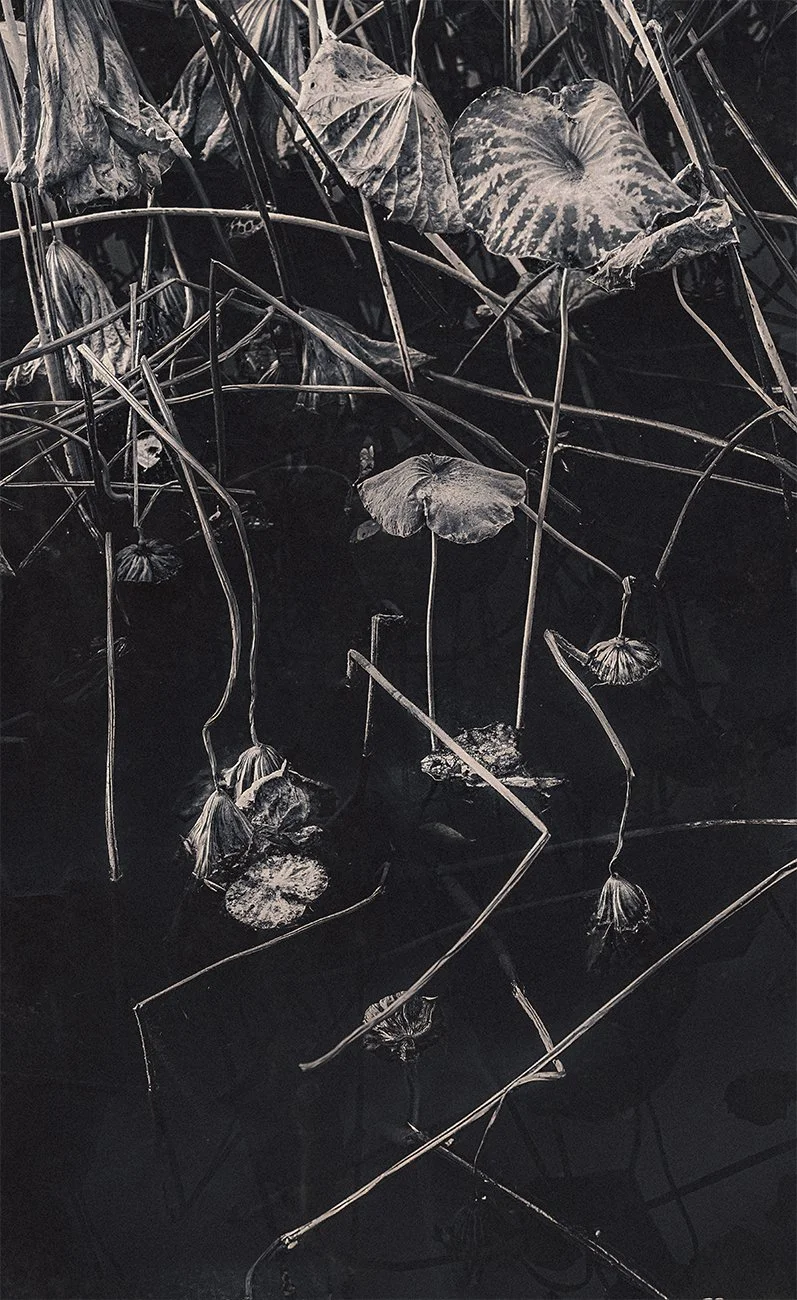 Eva Chupikova, fine art photography, fine art prints, limited edition, Japanese gardens, Japanese aesthethics, Kyoto, Japanese photography, award winning photographer, international photo award competition, Japan Fine Art photography, Japanese aesthe