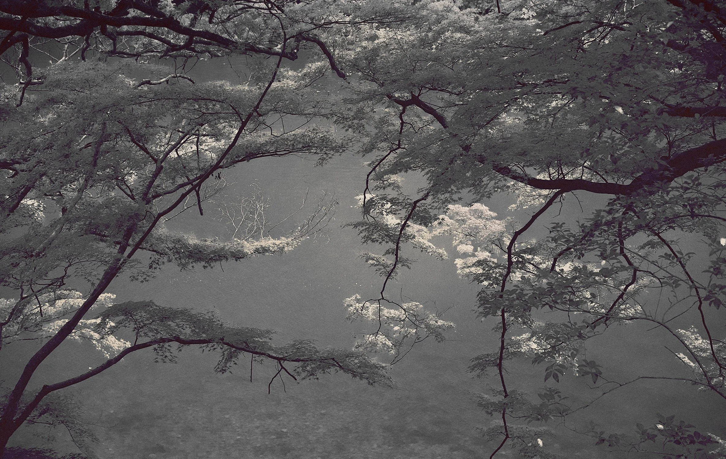 Eva Chupikova, fine art photography, fine art prints, limited edition, Japanese gardens, Japanese aesthethics, Kyoto, Japanese photography, award winning photographer, international photo award competition