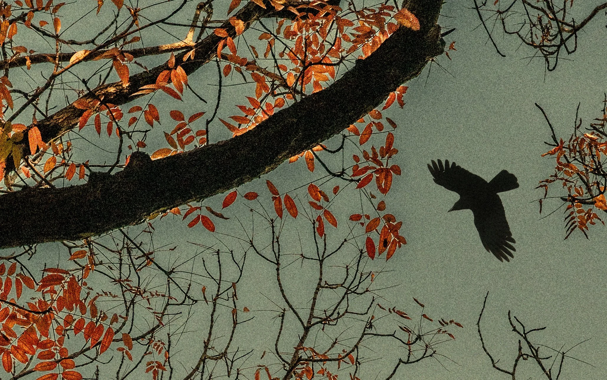 The Atrtist´s Choice Limited Edition represents a selection of photographs that I curated personally, sharing pieces that are closest to my heart. Fine Art Phgotography by Eva Chupikova. Each photograph is available in a limited edition of 10 prints.