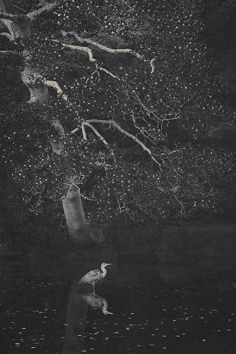 Eva Chupikova, fine art photography, fine art prints, limited edition, Japanese gardens, Japanese aesthethics, Kyoto, Japanese photography, award winning photographer, international photo award competition